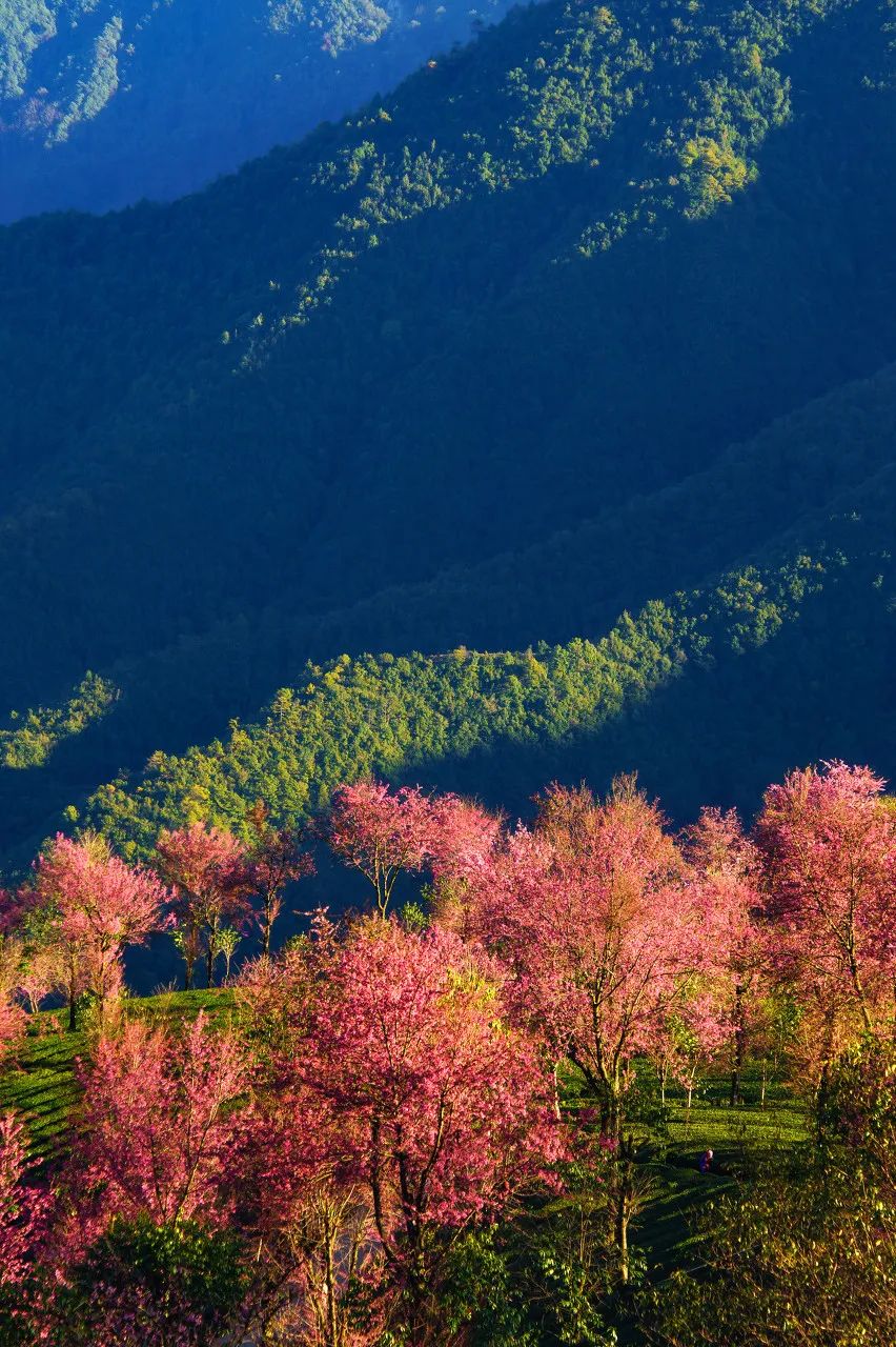 12月想要什么,12月的冬日暖阳岁月如此静好