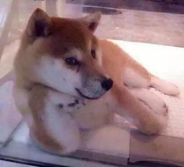 柴犬招财和可爱的小公主,柴犬萌萌