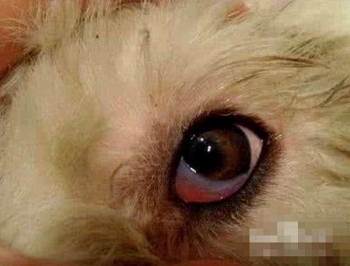 狗狗感冒了可以喝999感冒灵吗,狗狗天气转凉就咳嗽喝什么调理