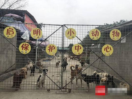 成都禁养犬名单2024,成都市禁养犬种公布