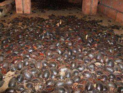 别再骗农民了，农村人宁愿在家躺着也不养这3种东西，谁养谁赔