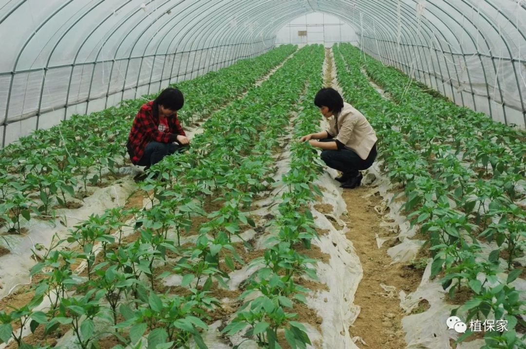 聚天门冬氨酸，氨基酸肥料种的王者，一起来了解一下吧
