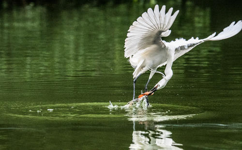 高空捉虫，水下捕鱼，还能看到紫外线，鸟类的眼睛里藏着什么秘密