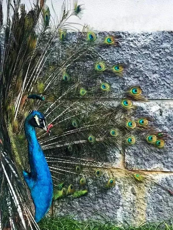 阳朔悦榕庄值得去吗,阳朔悦榕庄旅游