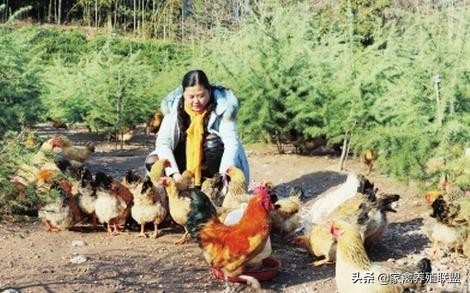 养鸡不挣钱为什么还有那么多人养,养鸡不赚钱的4个方法