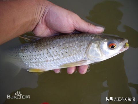 黑龙江特色养殖鱼类,黑龙江名贵鱼种图片