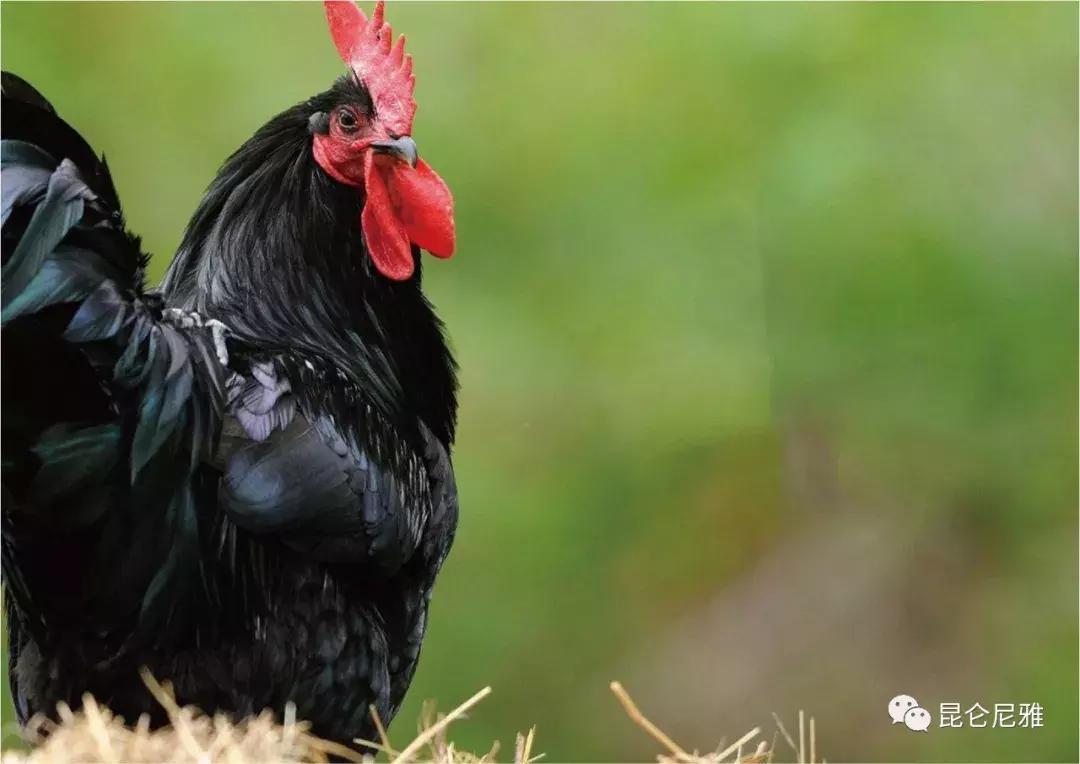 从新疆回老家带什么特产好,来疆旅游必备物品