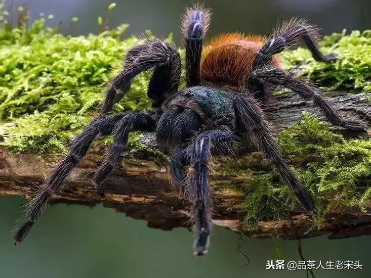 最新世界十大“怪”，最后一个太绝了！