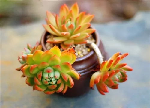 多肉老桩速成法，根本用不了三五年！美的大开眼界