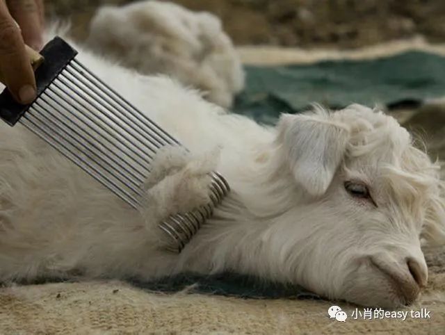 羊绒面料和黄金料面料有什么区别,高档羊毛羊绒面料知识