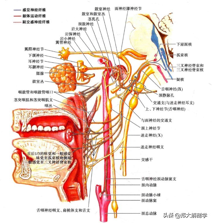 呼吸系统消化系统神经系统的组成,消化器官的神经支配图片