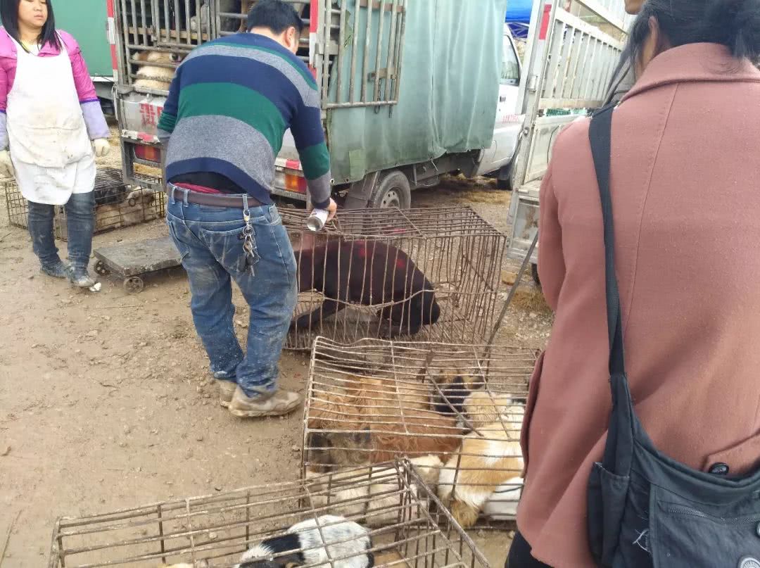 狗市拉布拉多500块钱能买吗,拉布拉多串土狗几代做肉狗