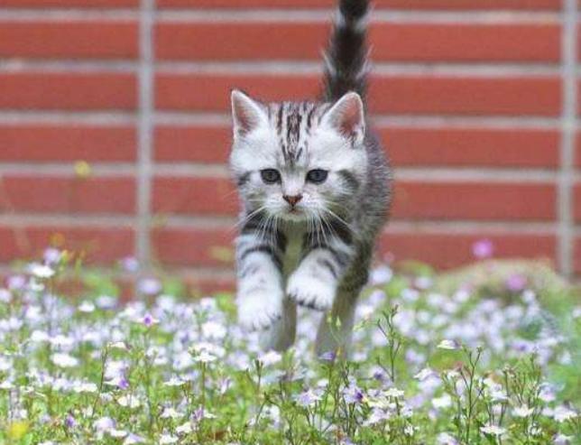 猫咪丢了最快找猫咪的方法,找回猫咪后应该怎么办