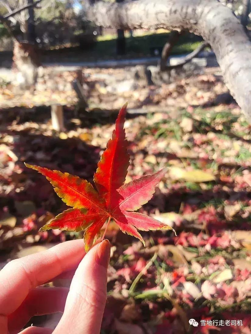 美物人间丨11月种草记之完美替代品,人生哪只有你?