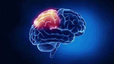 鹦鹉为什么能够模仿人类的语言,鹦鹉会模仿人类的动作吗