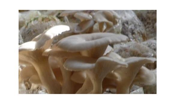 皮肤病发物蔬菜一览,皮肤病忌口发物有哪些水果