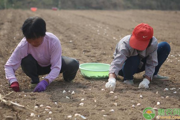 大蒜植株矮小,大蒜怎么种植才会是独蒜