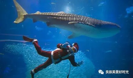 大阪ose期货国内可以交易吗,大阪osaksa食堂