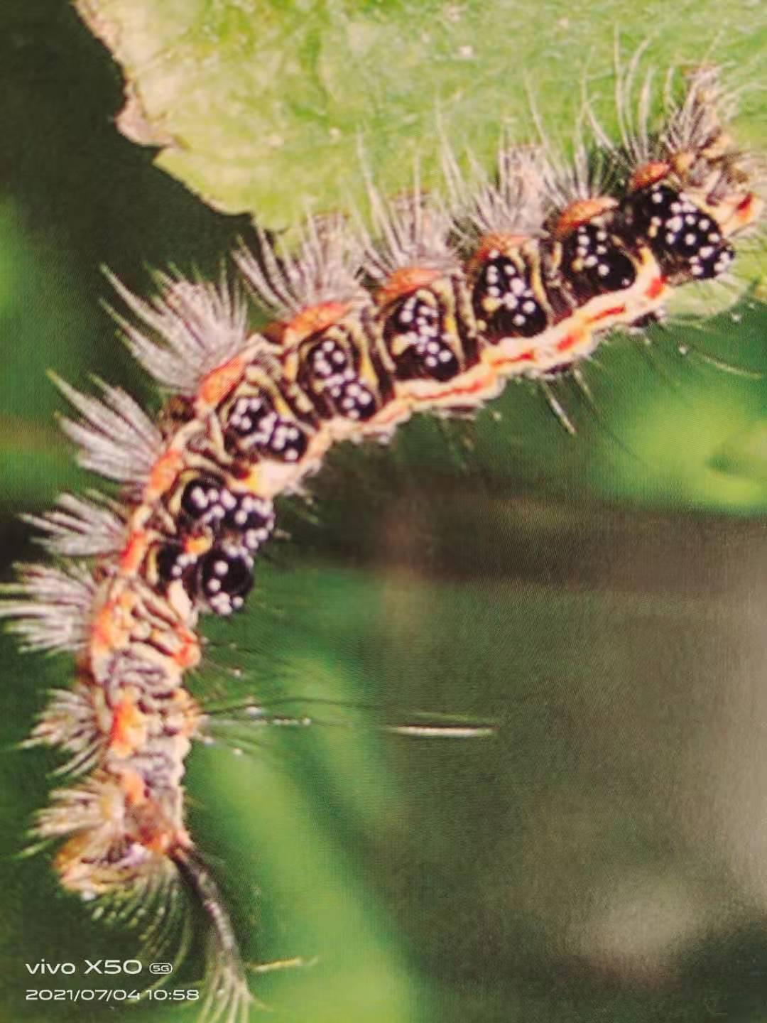 为什么碰了毛毛虫会全身发痒,看到毛毛虫就发痒是怎么回事