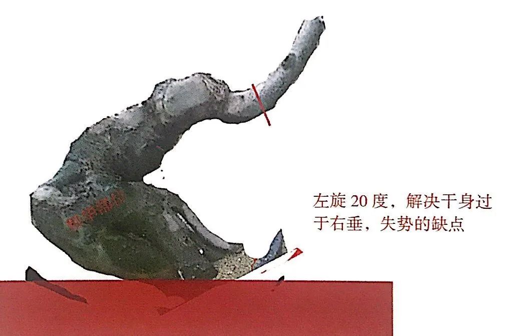 榆树盆景用的榆树是什么品种,小榆树盆景设计100种形态