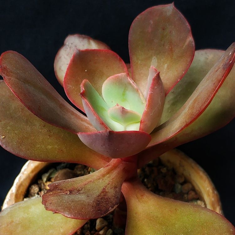 记录多肉长大的全过程,记录所有多肉成长过程