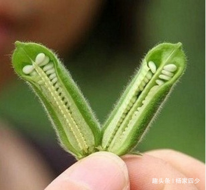 芝麻开花节节高是不是俗语,芝麻开花节节高的芝麻什么样子