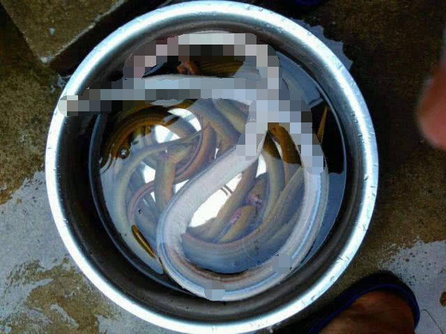 钓黄鳝怎么找洞,钓黄鳝找石头洞的技巧