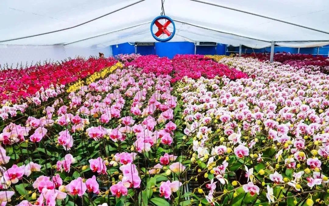 四会为什么发展这么好,四会市现状