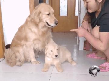 金毛生了一群傻宝宝,金毛跟主人认错