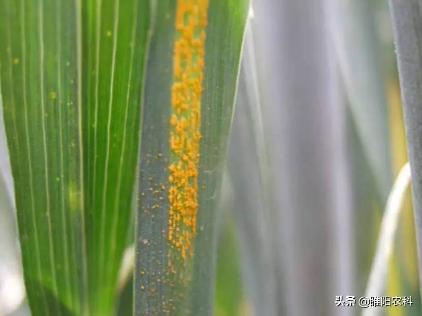 小麦条锈病危害,小麦锈病的危害及防治