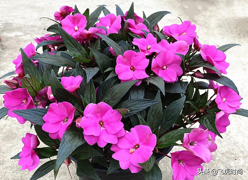 哪些花冬天露天怕冻,天冷了养的花怕冻怎么办