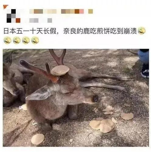 龙虾没人吃,龙虾不吃东西