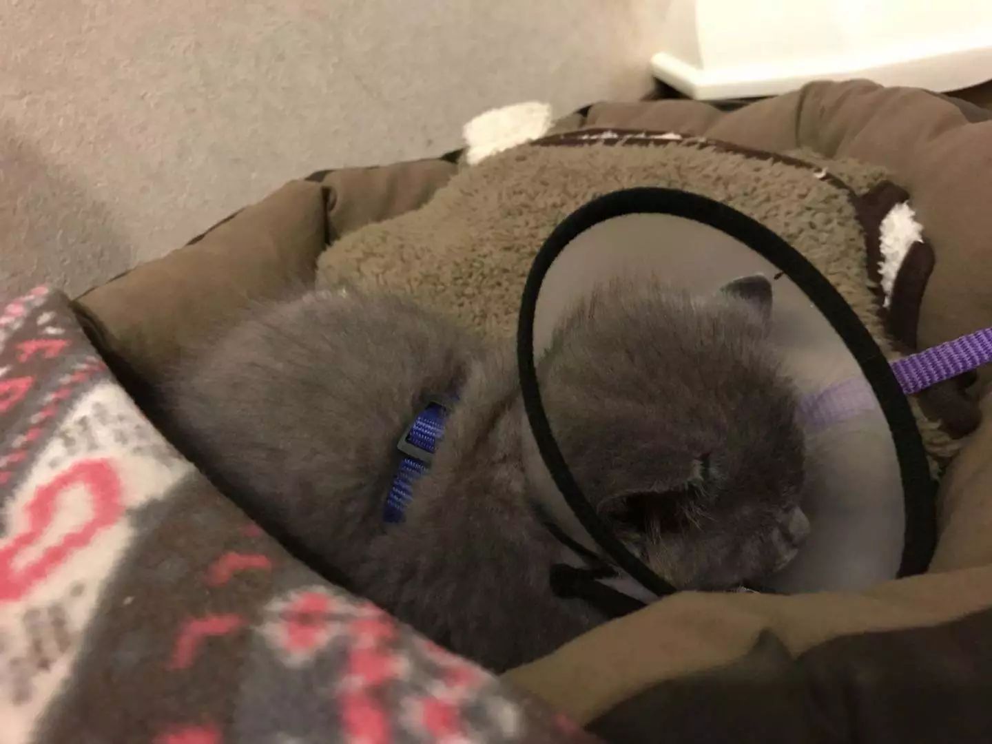 辟谣,猫咪想要毛发好就要多挨冻?需知低温会导致多种“猫病”