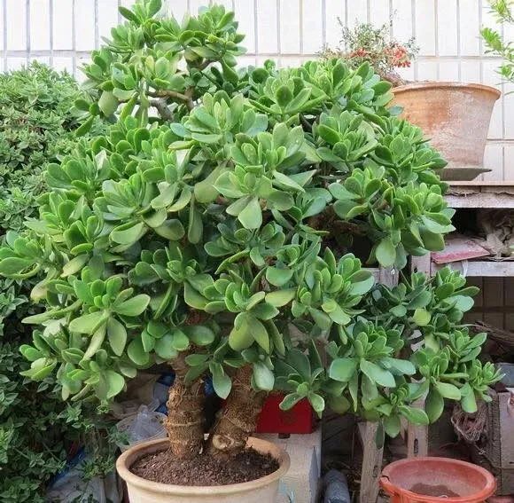 养花镇宅,养花知识大全什么植物能镇宅