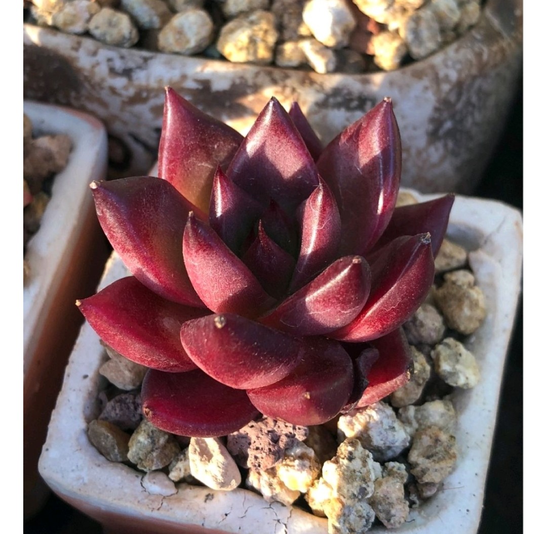 多肉爱长草怎么办,多肉爱火怎么养