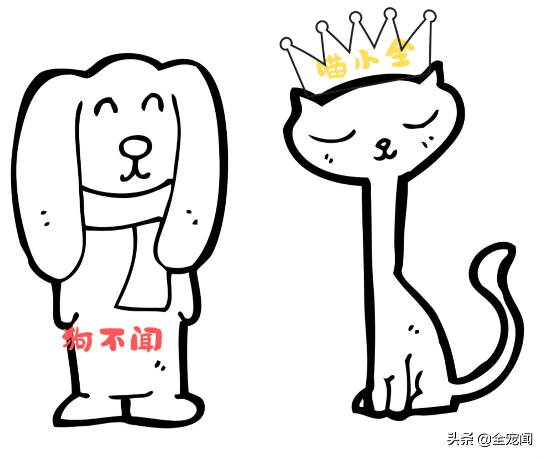 猫狗捐血,猫狗输液的基本常识