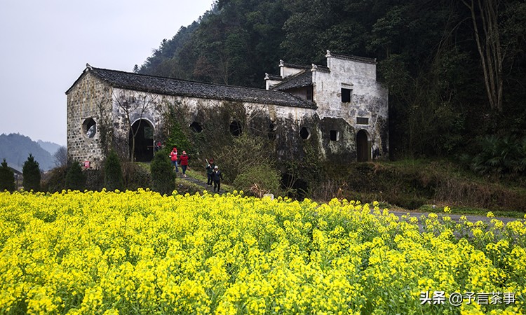 安徽产茶,中国产茶的四大茶区