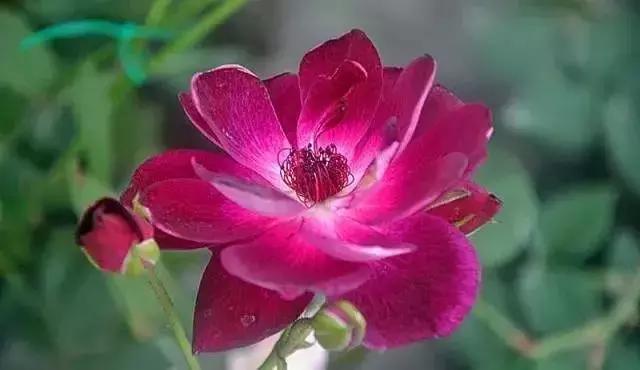 4000种不一样的玫瑰品种大全,100种玫瑰品种图鉴大全