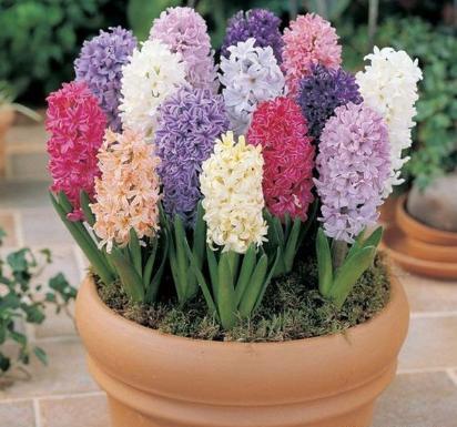 开过花的风信子种球怎样处理,开完花的风信子怎么养护