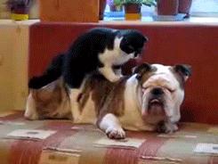 开心搞笑视频小哥哥,小哥哥搞笑视频gif