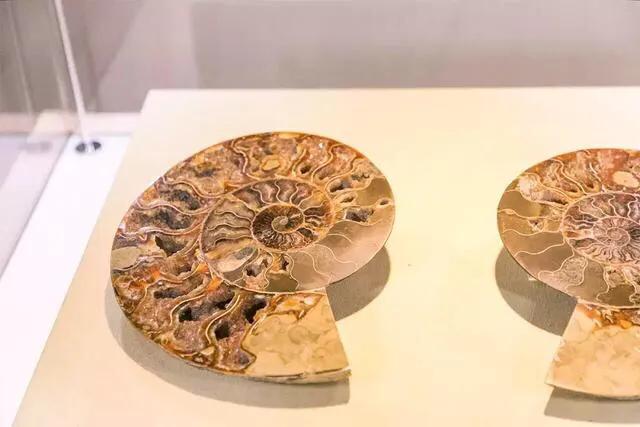 有哪些好玩的地方适合儿童深圳,深圳适合小朋友玩的8个免费景点