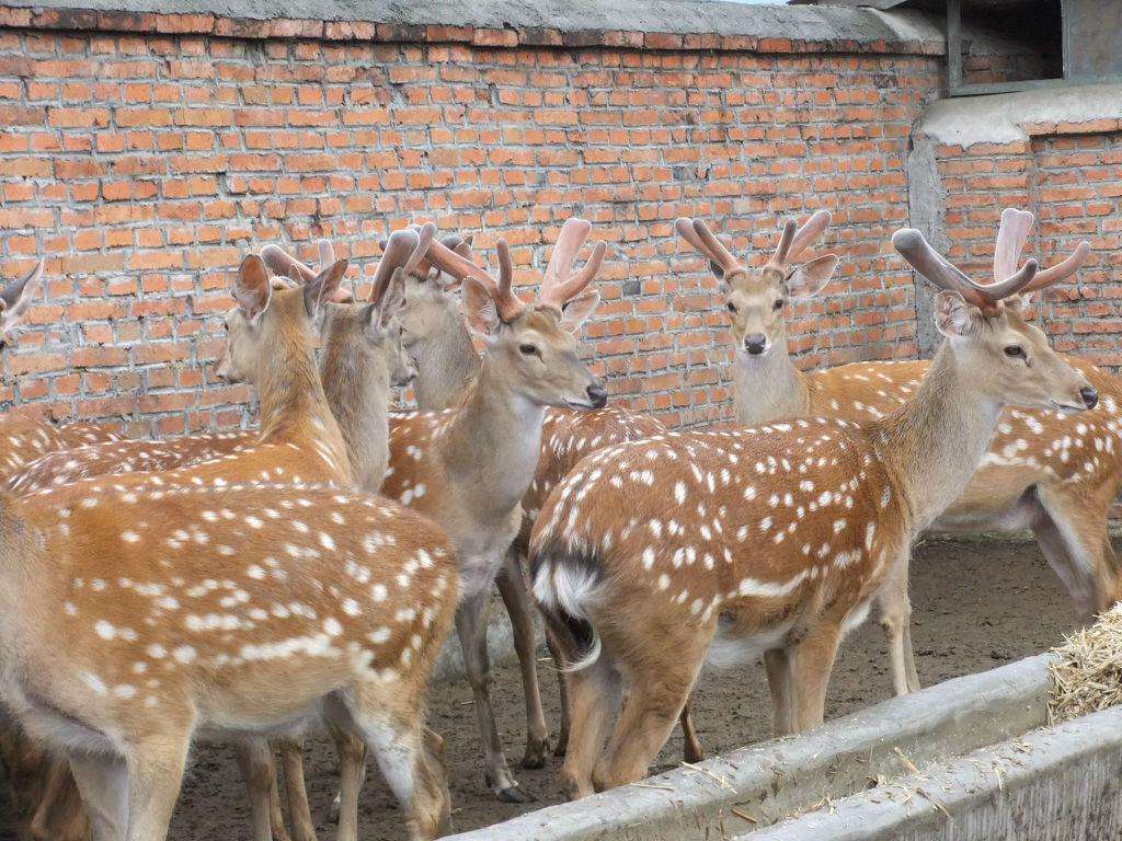 梅花鹿的鹿茸砍掉会死吗,鹿茸割了梅花鹿会受影响吗