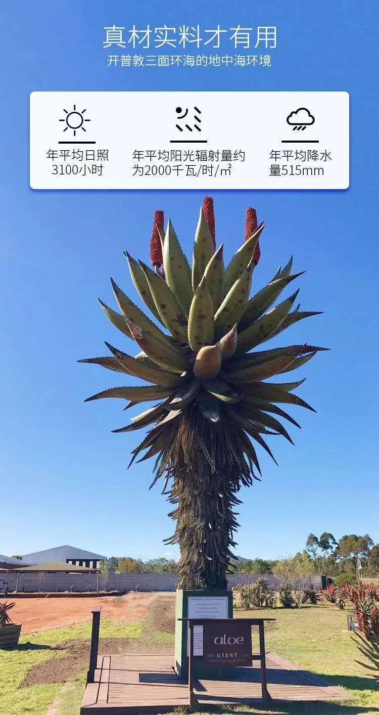 你还在被本土和韩国芦荟胶“骗”多少年？