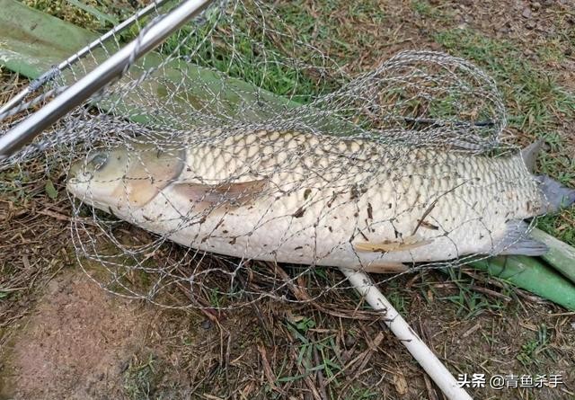 野钓草鱼如何选择钓点,如何钓草鱼最佳钓法