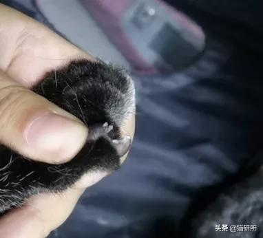 猫咪也会长“鸡眼”？肉垫上的角质增生需要切除吗？
