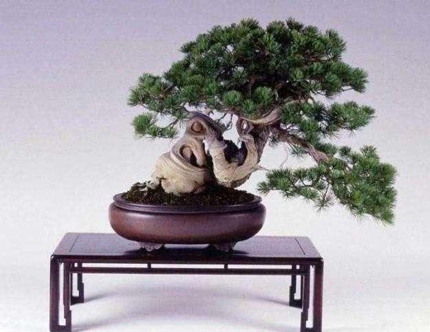 初学者盆景入门基础知识,新手买盆景