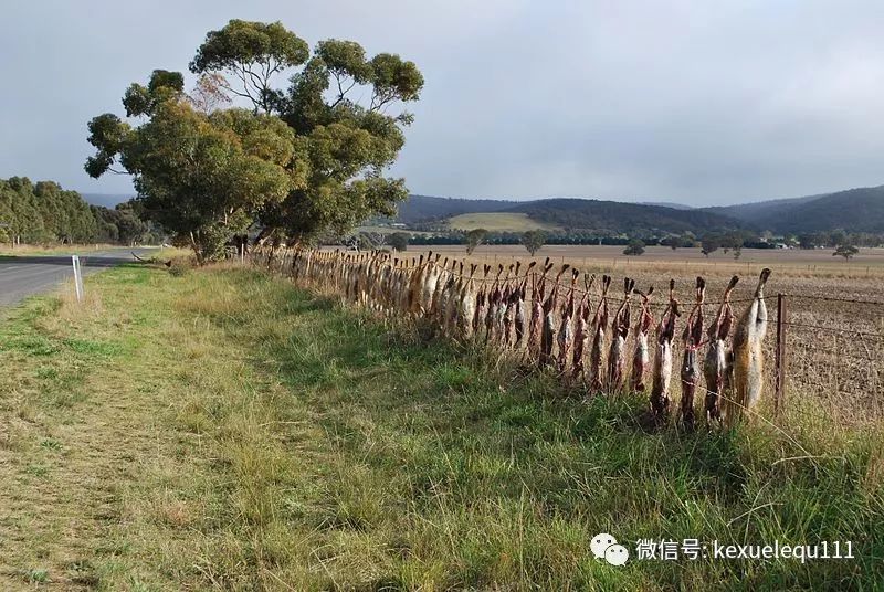 杀死兔子的方法,杀死兔子有什么后果