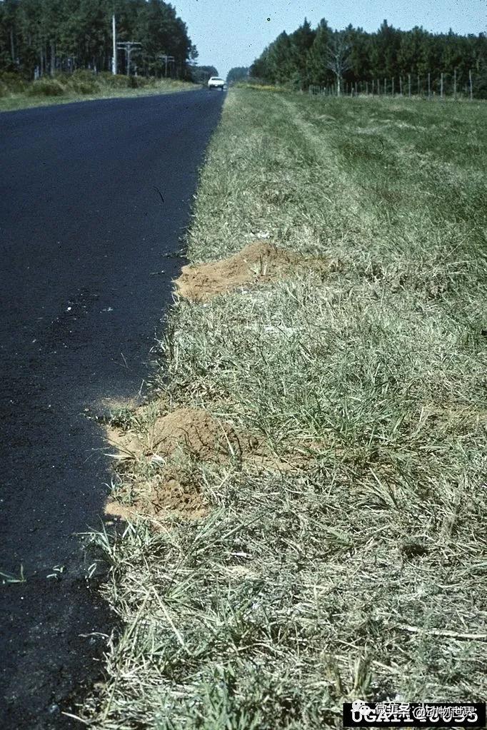 消灭入侵红火蚁,红火蚁入侵完整版