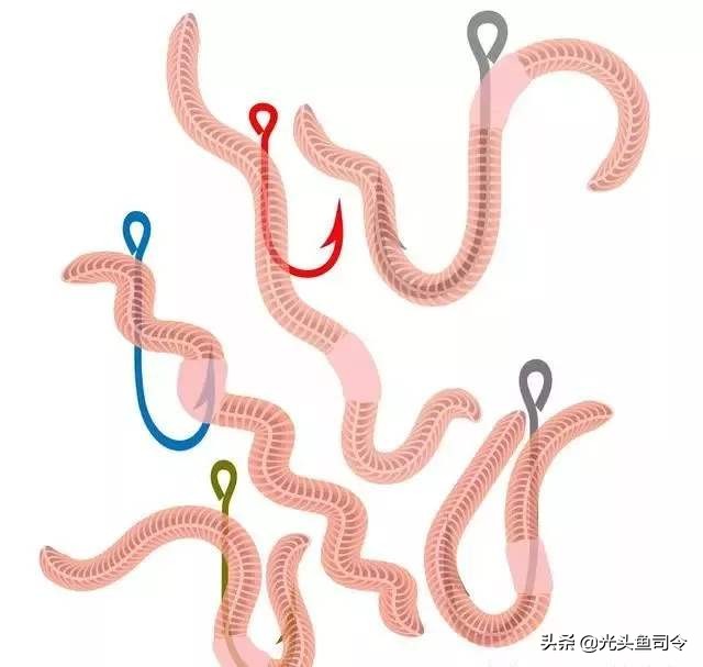 青蚯蚓和红蚯蚓哪个钓鱼效果好,大蚯蚓钓鱼好还是小蚯蚓好