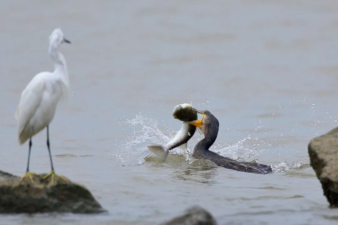 深圳湾在哪里,深圳湾是什么区的